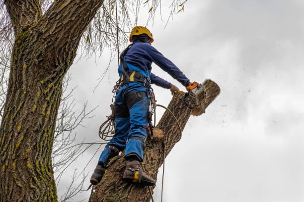 Best Storm Damage Tree Cleanup  in Ambridge, PA