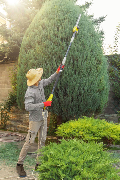 Best Lawn Pest Prevention  in Ambridge, PA